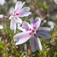 Phlox subulata 'Candy Stripes'